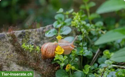 Achatschnecken-Nachwuchs (Lissachatina Immagulata) abzugeben