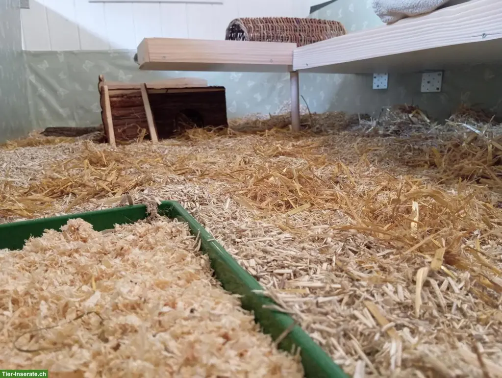 Pfotastuba | Liebevolle Meerschweinchenbetreuung