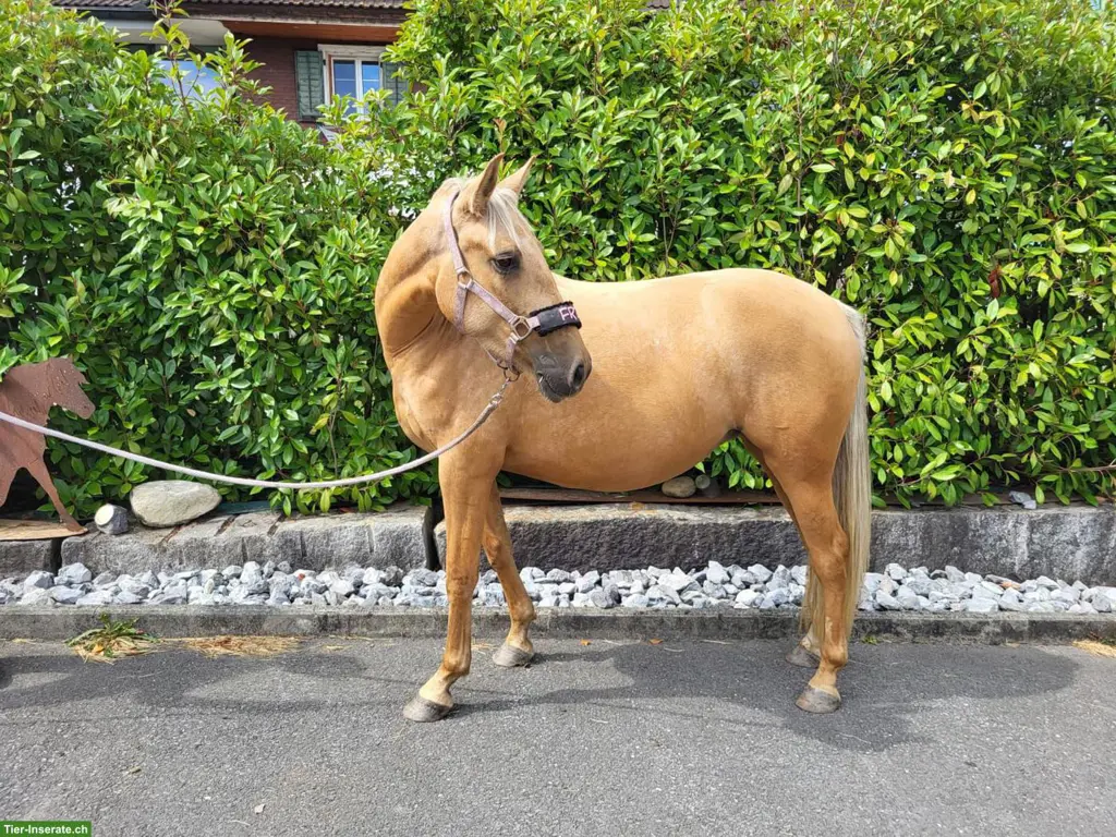 Zauberhafte Cruzado Jungstute "Freya" sucht ihr Herzenszuhause
