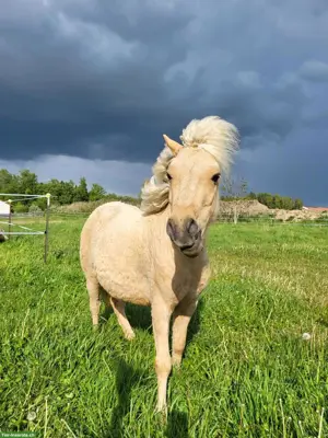 Mini Curly Horse Stute - RARITÄT - seltene Gelegenheit
