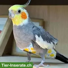 Nymphensittich Weibchen GESUCHT