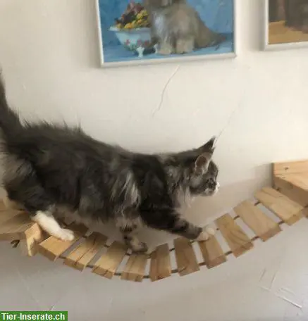 Maine Coon Kitten mit Stammbaum von der Drover Heide