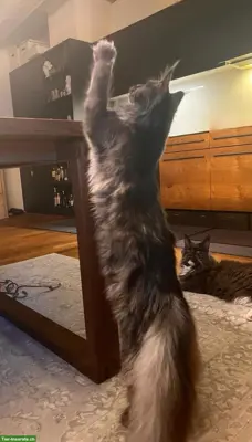 Maine Coon Kitten, reinrassig, sehr verspielt und verschmust