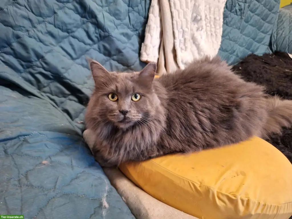 Maine Coon Katze Amira, 4-jährig