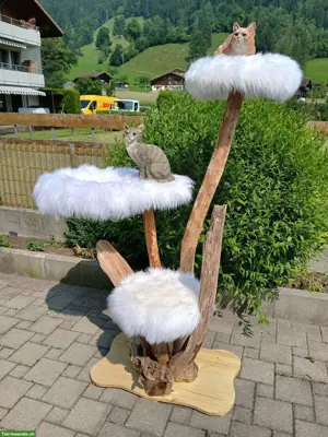Naturkatzenbaum aus Schwemmholz, neu