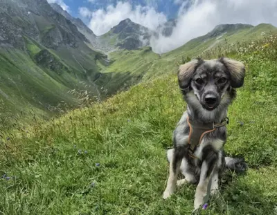 Nala sucht ihre neue Familie
