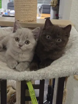 Rassenreine BKH-Kitten, Schmusebärchen suchen dich