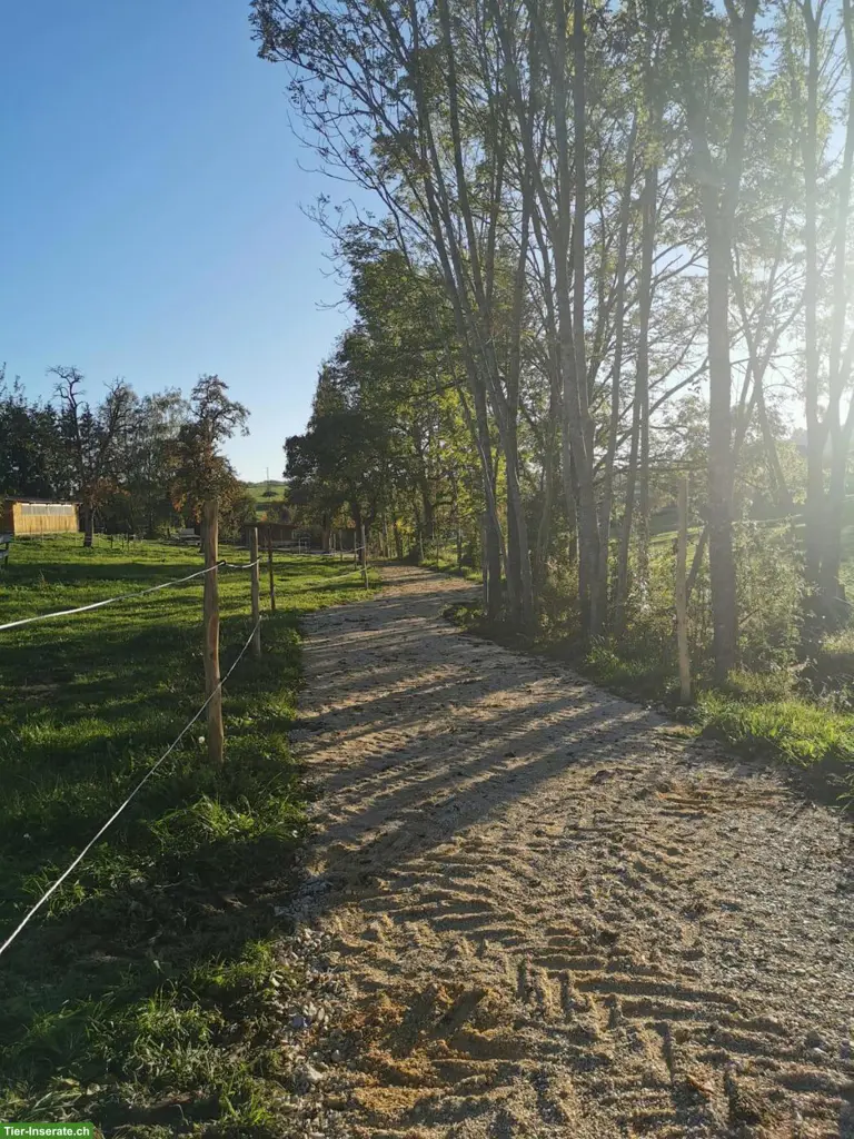 Freie Plätze im Aktivstall in Grenznähe von Schaffhausen