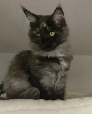 Junges Maine Coon Mädchen