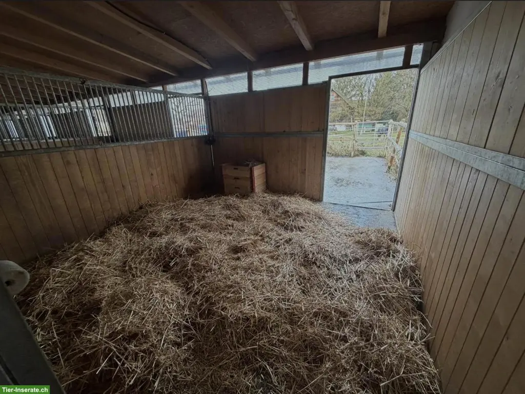 Freie Pferdeboxen in Zielebach BE