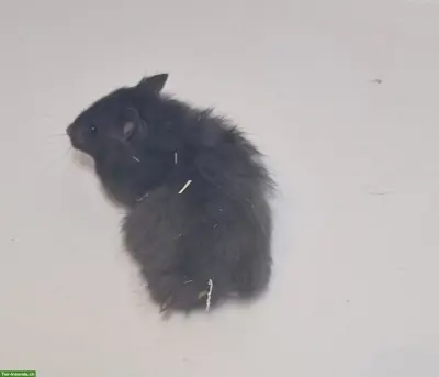 Süsse junge Goldhamster