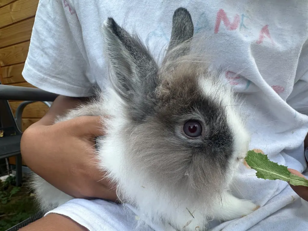Löwenkopf Zwergkaninchen Böckli