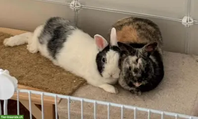 2 liebe Zwergkaninchen suchen ein neues Zuhause