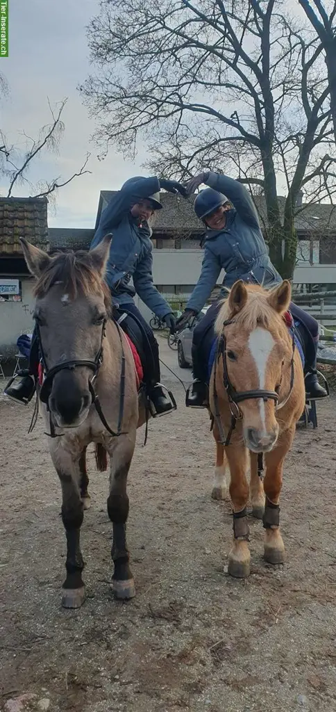 Reiten mit Ponys & (Klein)Pferde in Münsingen