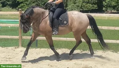 Reitbeteiligung auf dressurgezogenen Warmblutpferden, Ohmstal LU