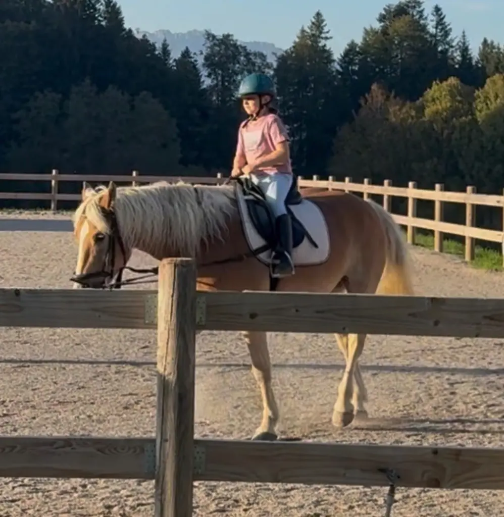 Pferd oder Pony zur Pflege Nähe Bremgarten b. Bern gesucht