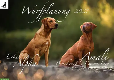 Wurfplanung Labrador Foxred/Dark-Foxred 2027/2028