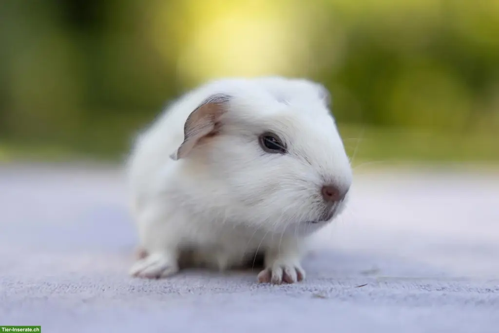 Hübsches Meerschweinchen Männchen sucht Zuhause