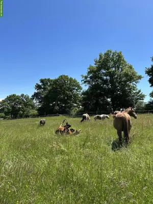 Biete Altersweide / Pferdeweide im Burgund, Frankreich
