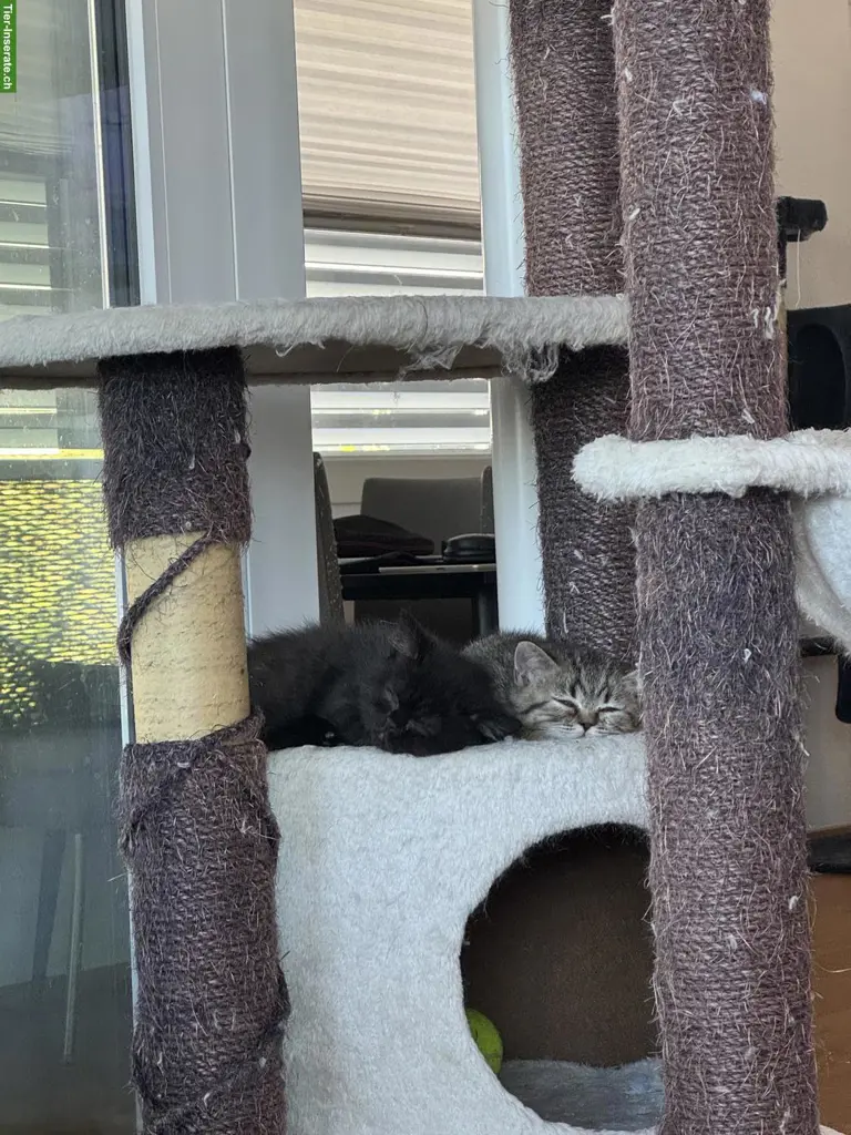 Britisch Kurzhaar Katzenbabys ab sofort zu vergeben