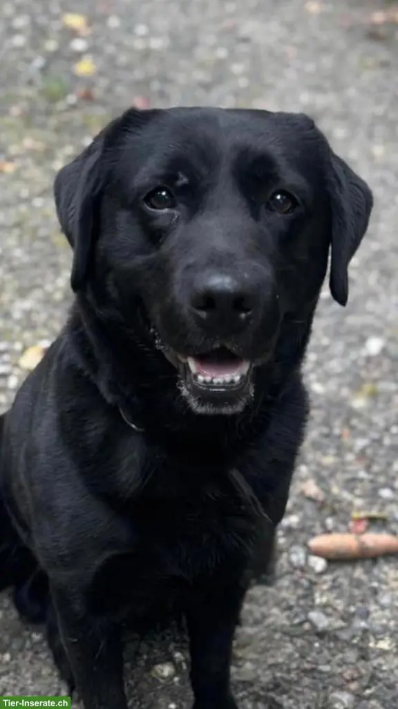 Labrador Rüde 7-jährig sucht Bestplatz