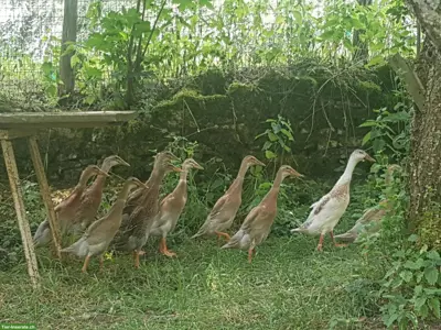Indische Laufenten - Jungtiere aus Naturbrut