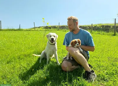 Hundebetreuung im Grünen, Küssnacht am Rigi