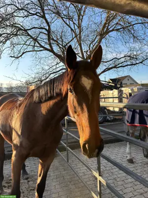 Reitbeteiligung für 1-2x pro Woche in Waldkirch SG