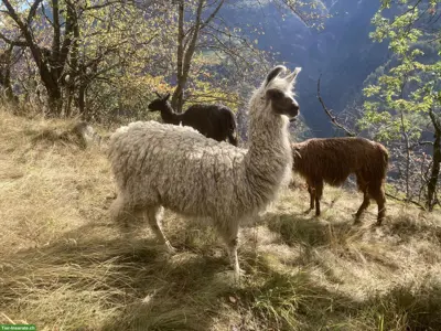 Flauschiger Silky-Lama-Junghengst sucht seinen Herzensplatz 🦙🤎