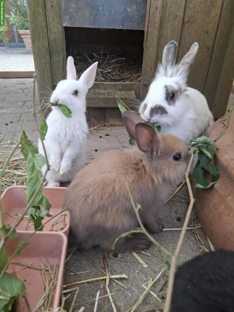 Löwenkopf Zwergkaninchen Mix, jung, zutraulich