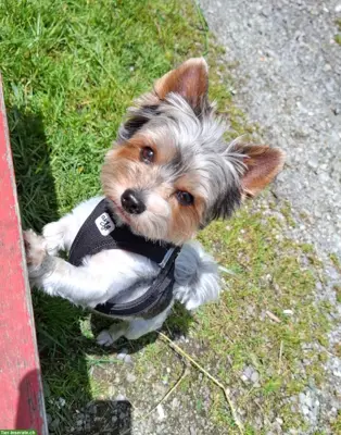Deckrüde Biewer Yorkshire Terrier, reinrassig ohne Farbfehler