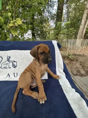 Rhodesian Ridgeback Welpen
