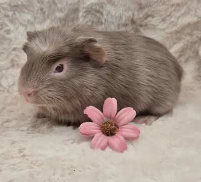 Wunderschöne Meerschweinchen Weibchen
