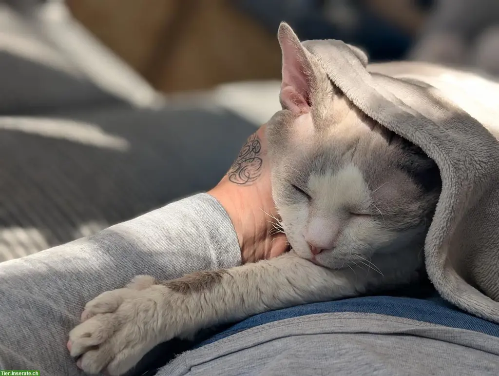 Wundervoller Devon Rex Deckkater