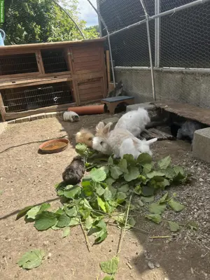 Kaninchen, Meerschweinchen Vermittlung