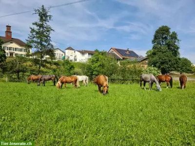Biete Pensionsplatz in Mettlen TG | Offenstall, Freilaufstall, Boxe