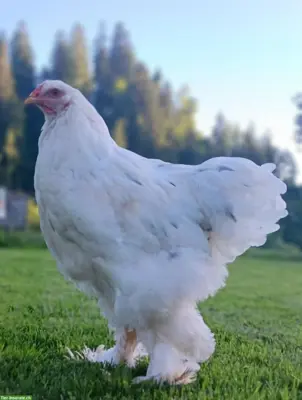 Zutrauliche und reinrassige Brahma Hähne abzugeben