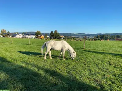 Haus mit Pferdestall gesucht in Niederwil, Flawil oder Uzwil SG