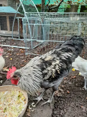 2 schöne Junghähne