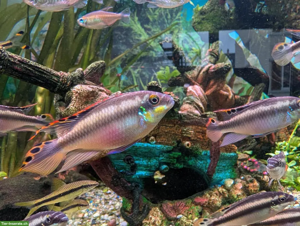 Purpurprachtbarsch Männchen und Weibchen