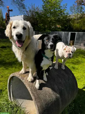 Tolle Tierpension mit Herz & Kompetenz vom Nager bis zum Hund