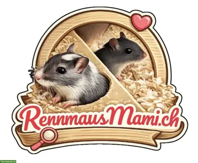 Rennmaus Aufnahme, Vergesellschaftung, Weitervermittlung