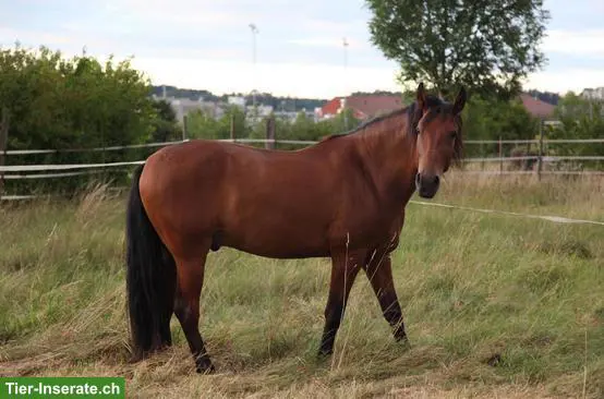 Reitbeteiligung auf 8-jährigem Andalusier in Regensdorf ZH