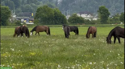 Pensionsplatz für sozialen Wallach / Stute Matten bei Interlaken