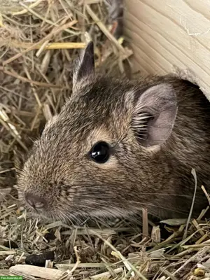 Degu “Chip” sucht neues Zuhause mit Artgenossen