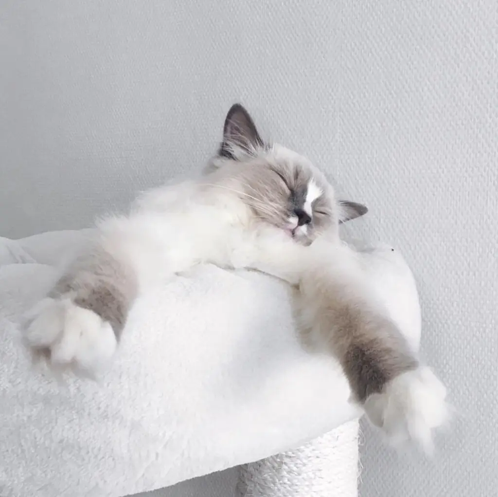 3c538b7f-e911-4297-baef-f67684607e67-Pepsy the Ragdoll (49).jpg