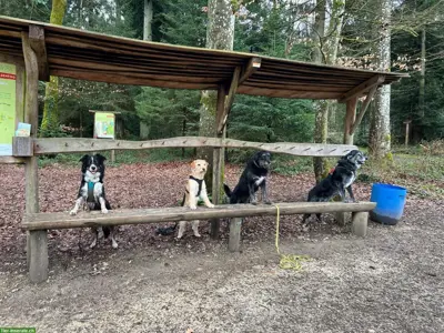 Hundeschule Rägeboge für Jung- & Familienhunde in Koppigen BE