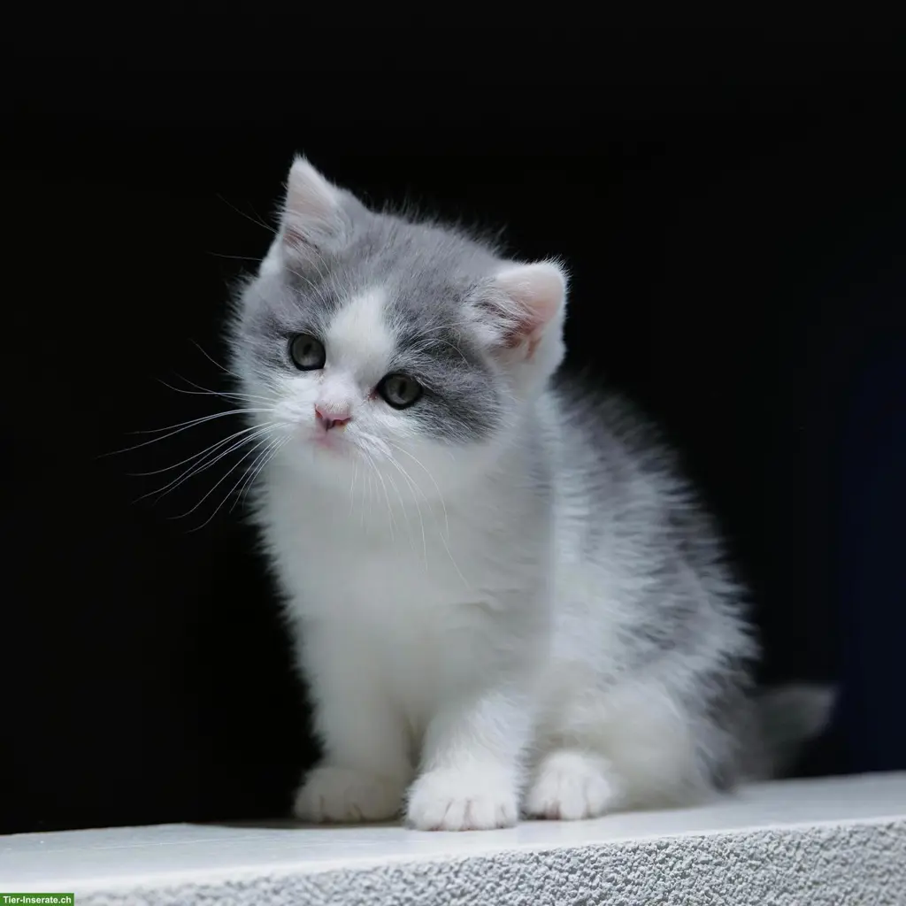 Perser x BKH Mix Kitten