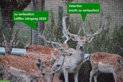 Junge Damhirsche zu verkaufen