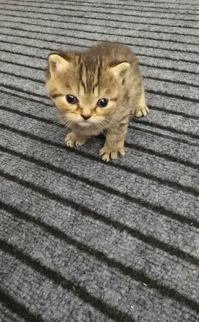 BKH-Kitten Reinrassig